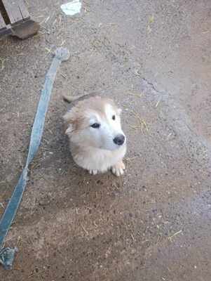 Lumi, wenn Hoffnung ein Zuhause sucht, Mischling Welpen - Rüde