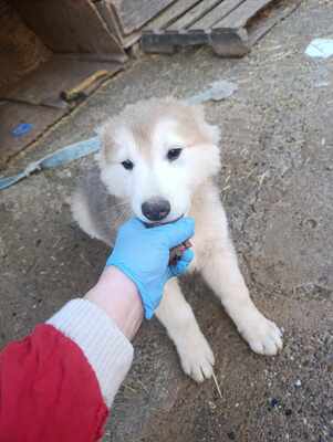 Lumi, wenn Hoffnung ein Zuhause sucht, Mischling Welpen - Rüde