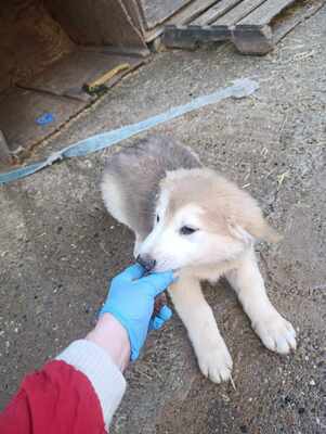 Lumi, wenn Hoffnung ein Zuhause sucht, Mischling Welpen - Rüde