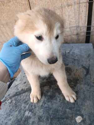 Lumi, wenn Hoffnung ein Zuhause sucht, Mischling Welpen - Rüde
