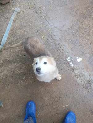 Lumi, wenn Hoffnung ein Zuhause sucht, Mischling Welpen - Rüde