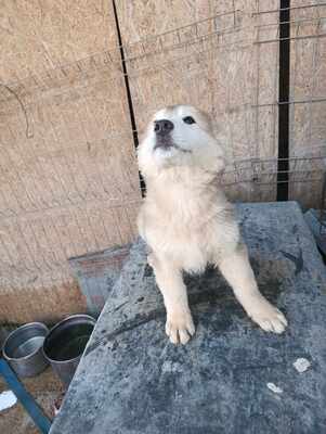 Lumi, wenn Hoffnung ein Zuhause sucht, Mischling Welpen - Rüde
