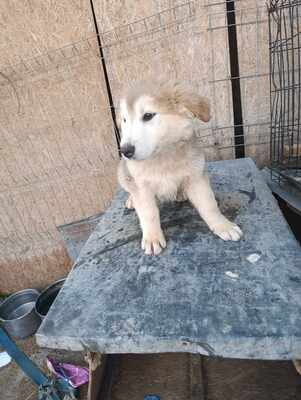 Lumi, wenn Hoffnung ein Zuhause sucht, Mischling Welpen - Rüde