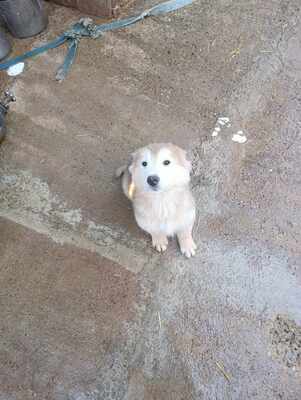 Lumi, wenn Hoffnung ein Zuhause sucht, Mischling Welpen - Rüde