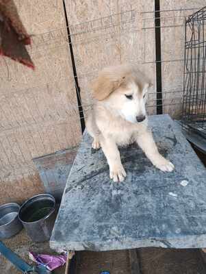 Lumi, wenn Hoffnung ein Zuhause sucht, Mischling Welpen - Rüde