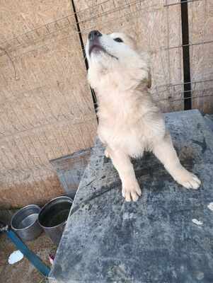 Lumi, wenn Hoffnung ein Zuhause sucht, Mischling Welpen - Rüde