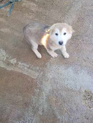 Lumi, wenn Hoffnung ein Zuhause sucht, Mischling Welpen - Rüde