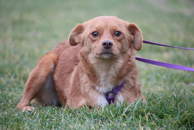 Luminara, Mischling - Hündin