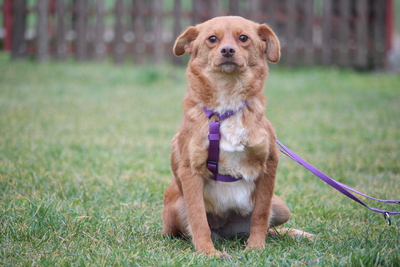 Luminara, Mischling - Hündin