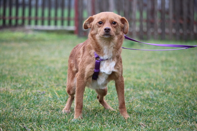 Luminara, Mischling - Hündin