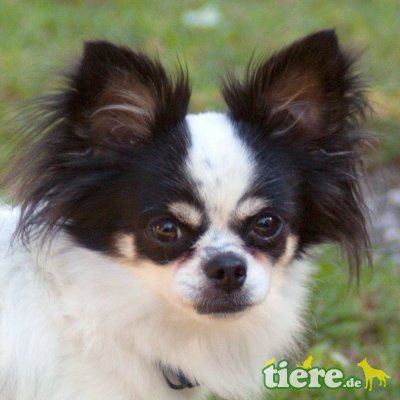 Lumpilein mit Strolchilein, Chihuahua langhaariger Schlag - Rüde