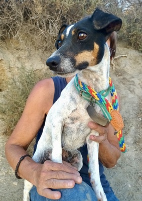 Luna, Bodeguero Andaluz - Mix - Hündin