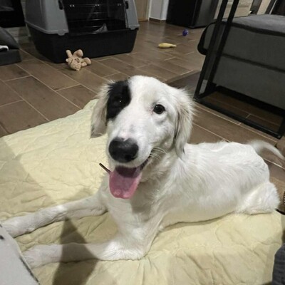 😊Luna Border Collie Mischlingshündin ist eine junge wunderschöne sehr liebe und ruhige Hündin💥, Border Collie Mischling - Hündin