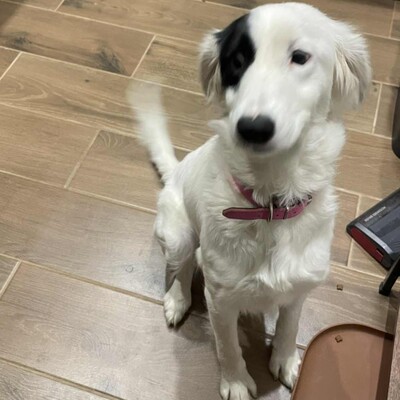 😊Luna Border Collie Mischlingshündin ist eine junge wunderschöne sehr liebe und ruhige Hündin💥, Border Collie Mischling - Hündin