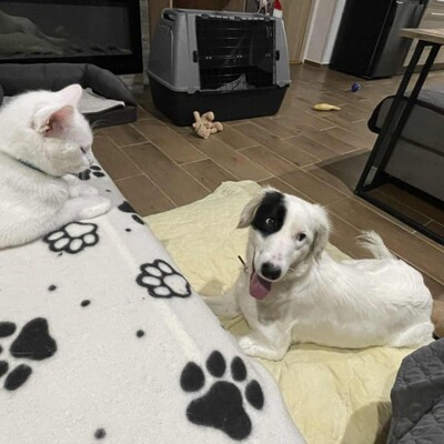 😊Luna Border Collie Mischlingshündin ist eine junge wunderschöne sehr liebe und ruhige Hündin💥, Border Collie Mischling - Hündin