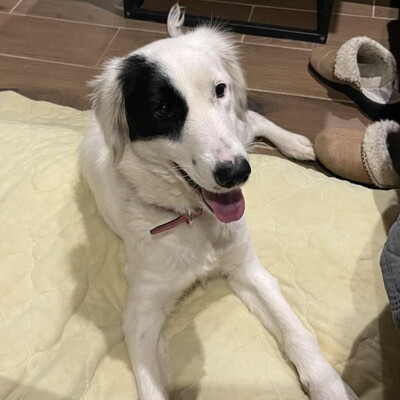 😊Luna Border Collie Mischlingshündin  ist eine junge wunderschöne sehr liebe und ruhige Hündin💥