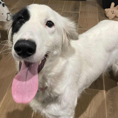 😊Luna Border Collie Mischlingshündin ist eine junge wunderschöne sehr liebe und ruhige Hündin💥, Border Collie Mischlingshündin - Hündin