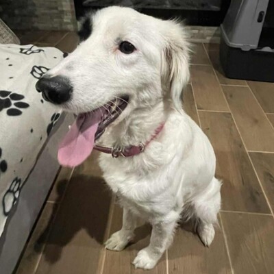 😊Luna Border Collie Mischlingshündin ist eine junge wunderschöne sehr liebe und ruhige Hündin💥, Border Collie Mischlingshündin - Hündin