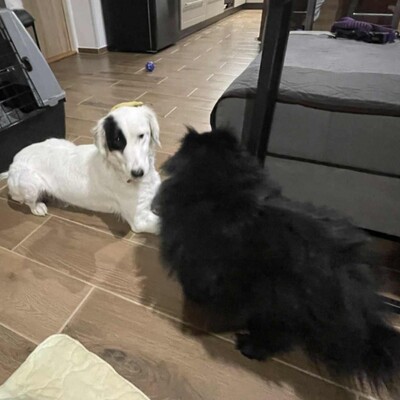 😊Luna Border Collie Mischlingshündin ist eine junge wunderschöne sehr liebe und ruhige Hündin💥, Border Collie Mischlingshündin - Hündin