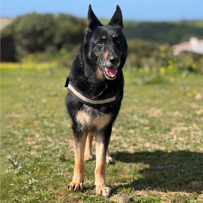 Luna, Deutsche Schäferhund/Malinois - Hündin