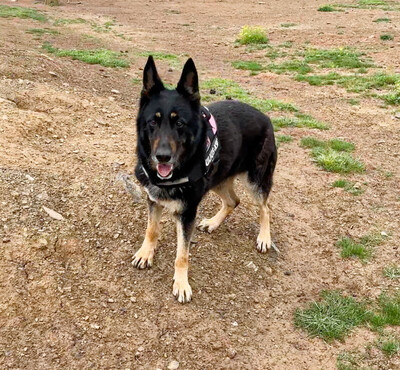 Luna, Deutsche Schäferhund/Malinois - Hündin