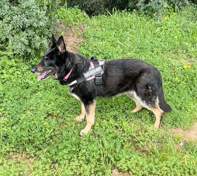 Luna, Deutsche Schäferhund/Malinois - Hündin