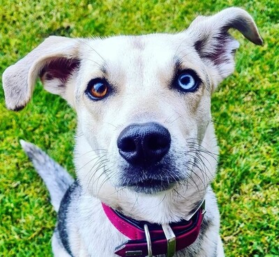 Luna, Mischling - Hündin