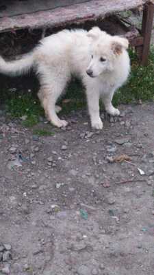 Luna, Mischling - Hündin