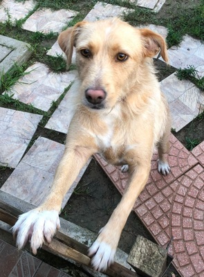 Luna, Mischling - Hündin
