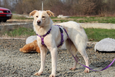 Luna, Mischling - Hündin