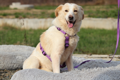 Luna, Mischling - Hündin