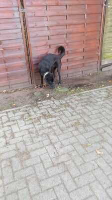 Luna, Mischling - Hündin