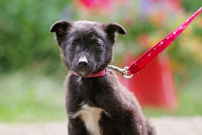 Luna, Mischling Welpen - Hündin