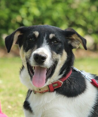 Luna, Mischling Welpen - Hündin