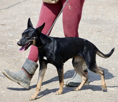 Luna, Mix - Hündin