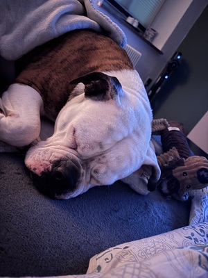 Luna, Olde English Bulldogge - Hündin