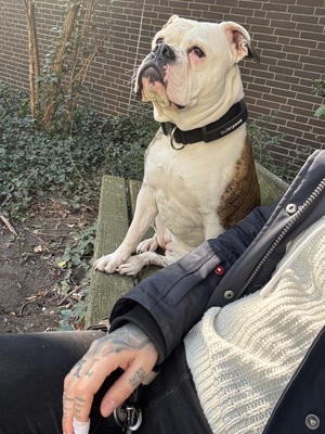 Luna, Olde English Bulldogge - Hündin