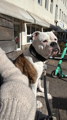 Luna, Olde English Bulldogge - Hündin