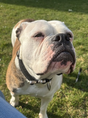Luna, Olde English Bulldogge - Hündin