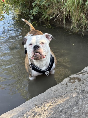 Luna, Olde English Bulldogge - Hündin