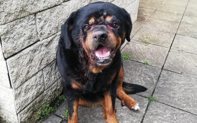 Luna, Rottweiler_Mischling - Hündin