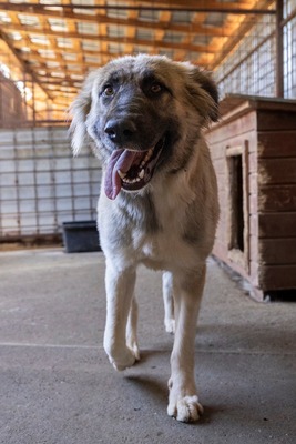 🌙 Luna – Ruhe, Liebe und Vertrauen 🌙