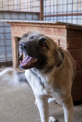 🌙 Luna – Ruhe, Liebe und Vertrauen 🌙, Mischling - Hündin