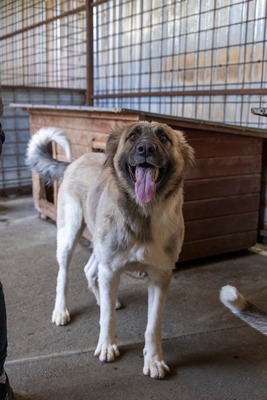 🌙 Luna – Ruhe, Liebe und Vertrauen 🌙, Mischling - Hündin