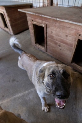 🌙 Luna – Ruhe, Liebe und Vertrauen 🌙, Mischling - Hündin