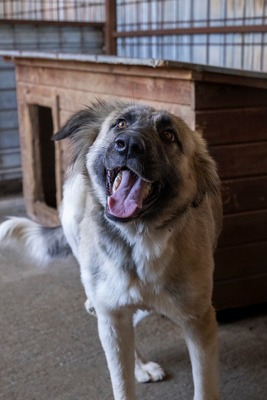 🌙 Luna – Ruhe, Liebe und Vertrauen 🌙, Mischling - Hündin