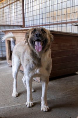 🌙 Luna – Ruhe, Liebe und Vertrauen 🌙, Mischling - Hündin