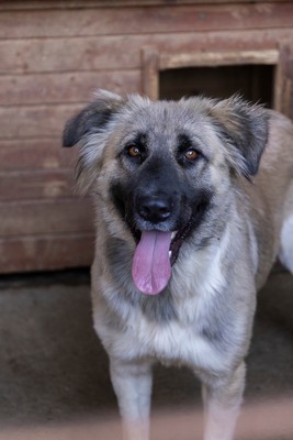 🌙 Luna – Ruhe, Liebe und Vertrauen 🌙, Mischling - Hündin