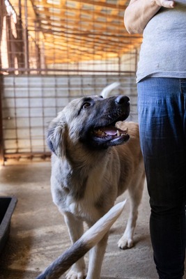 🌙 Luna – Ruhe, Liebe und Vertrauen 🌙, Mischling - Hündin