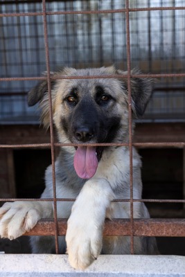 🌙 Luna – Ruhe, Liebe und Vertrauen 🌙, Mischling - Hündin